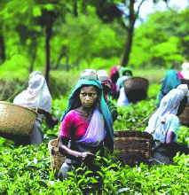 Tea gatherers in Assam