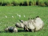 The Famed one horned rhino of Assam