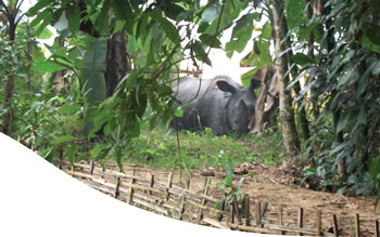 A one horned Rhino from Kaziranga National Park