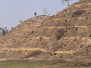 Denuded hills - A picture of deforestation in Assam